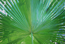 Palm.png (1226338 bytes)