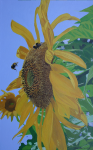 Sunflower 1.png (1758455 bytes)