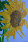 Sunflower 2.png (1589081 bytes)