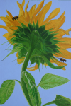 Sunflower 3.png (1613508 bytes)