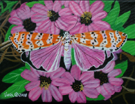 Tiger Moth 1.png (484639 bytes)