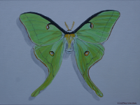 luna moth.png (309503 bytes)