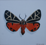 tiger moth 2.png (411531 bytes)